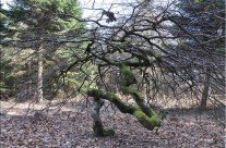 En Champagne, à la croisée du Chemin de Compostelle et de la via Francigéna